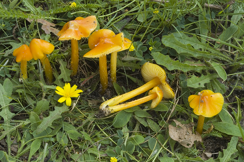 Hygrocybe conica (door Nico Dam)