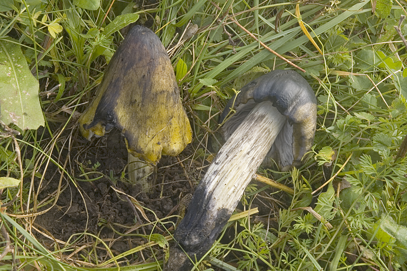 Hygrocybe conica (door Nico Dam)