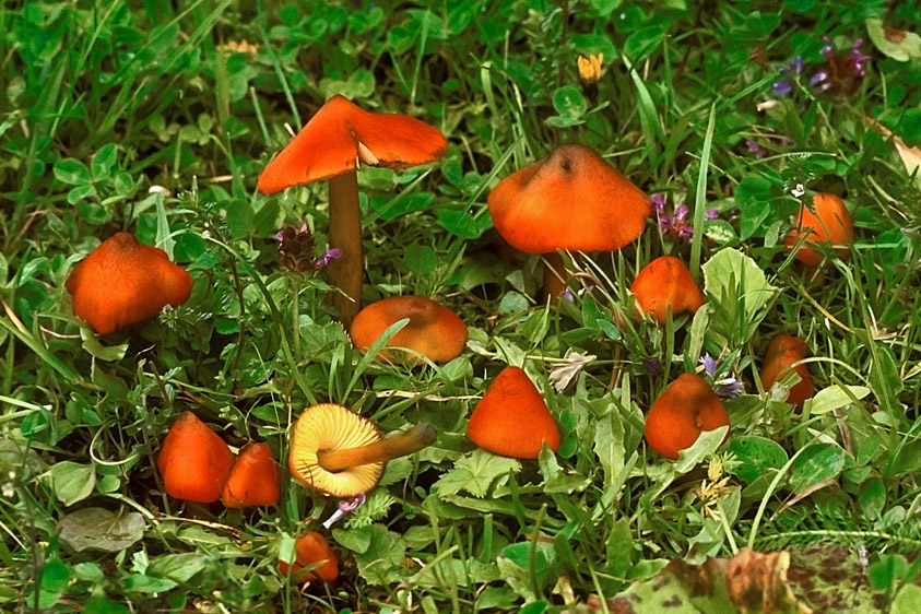 Hygrocybe conica (door Henk Huijser)