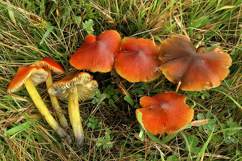 Hygrocybe conica (door Henk Huijser)