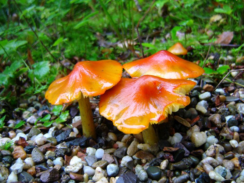 Hygrocybe conica (door Gert Immerzeel)