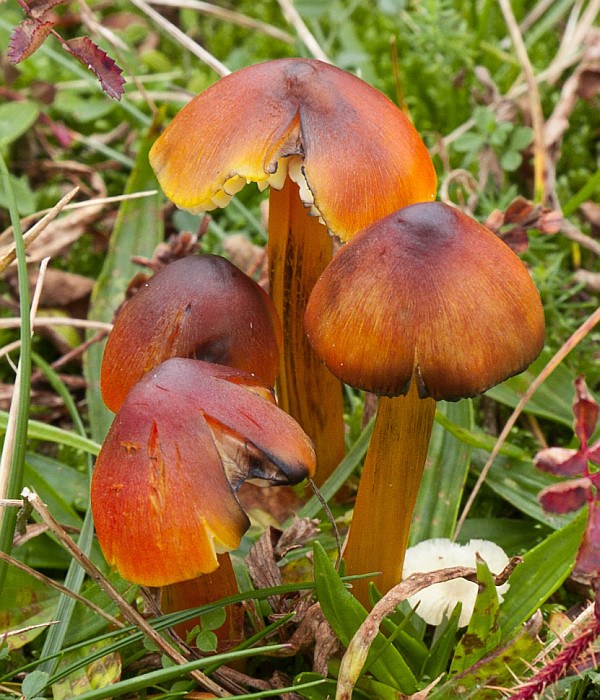 Hygrocybe conica (door Aldert Gutter)