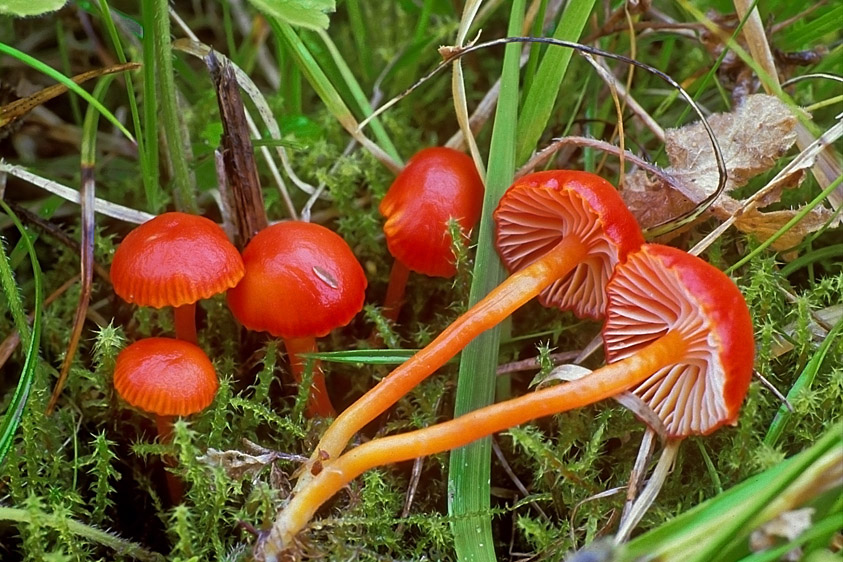 Hygrocybe constrictospora (door Henk Huijser)