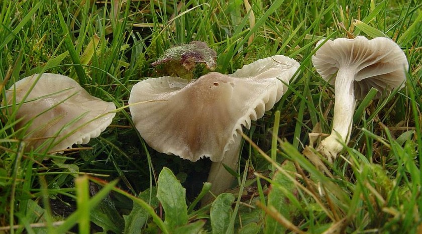 Hygrocybe flavipes (door André Houter)