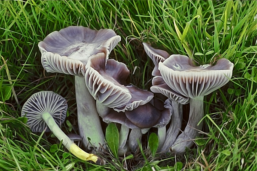 Hygrocybe flavipes (door Henk Huijser)