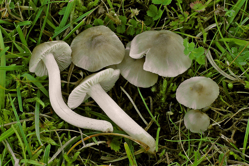 Hygrocybe fornicata var. streptopus (door Henk Huijser)