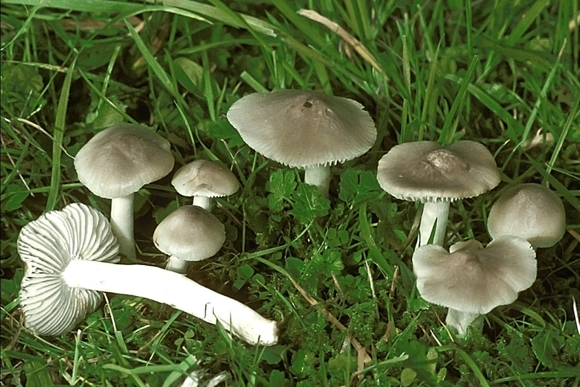 Hygrocybe fornicata var. streptopus (door Henk Huijser)