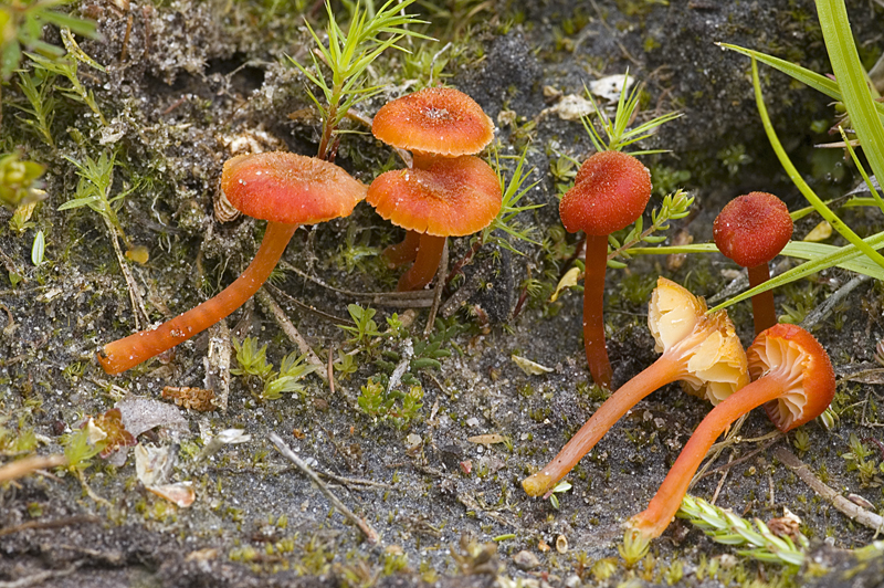 Hygrocybe helobia (door Nico Dam)