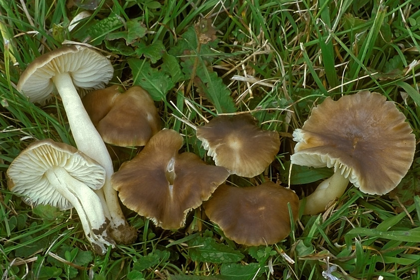 Hygrocybe ingrata (door Henk Huijser)