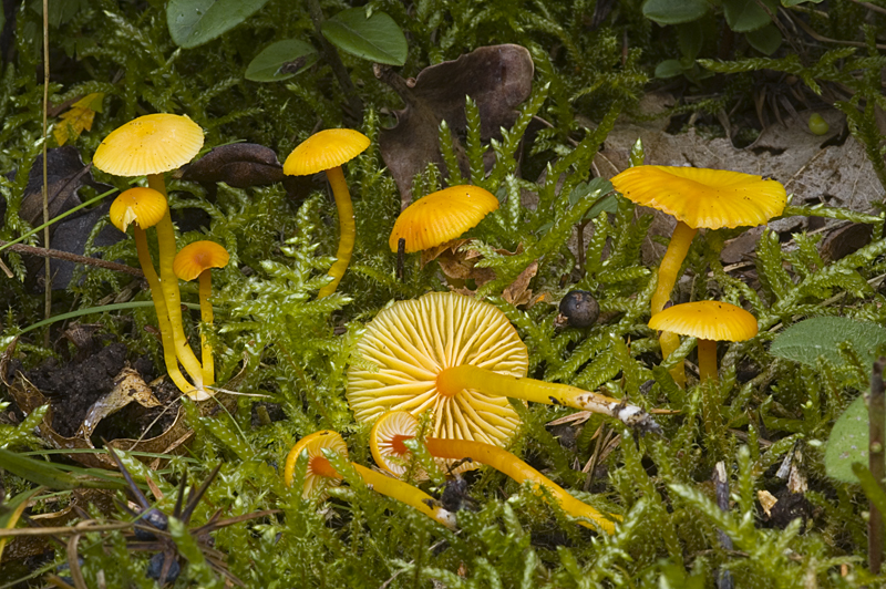 Hygrocybe insipida (door Nico Dam)