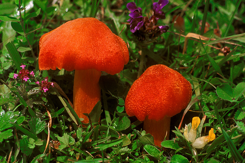 Hygrocybe intermedia (door Henk Huijser)