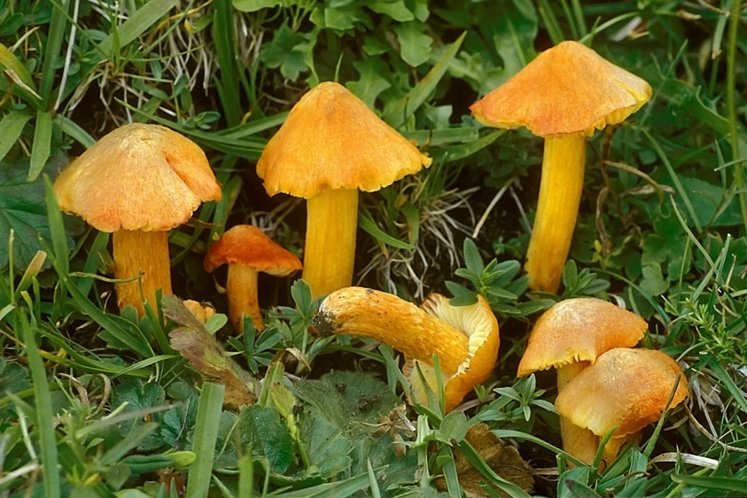 Hygrocybe intermedia (door Henk Huijser)