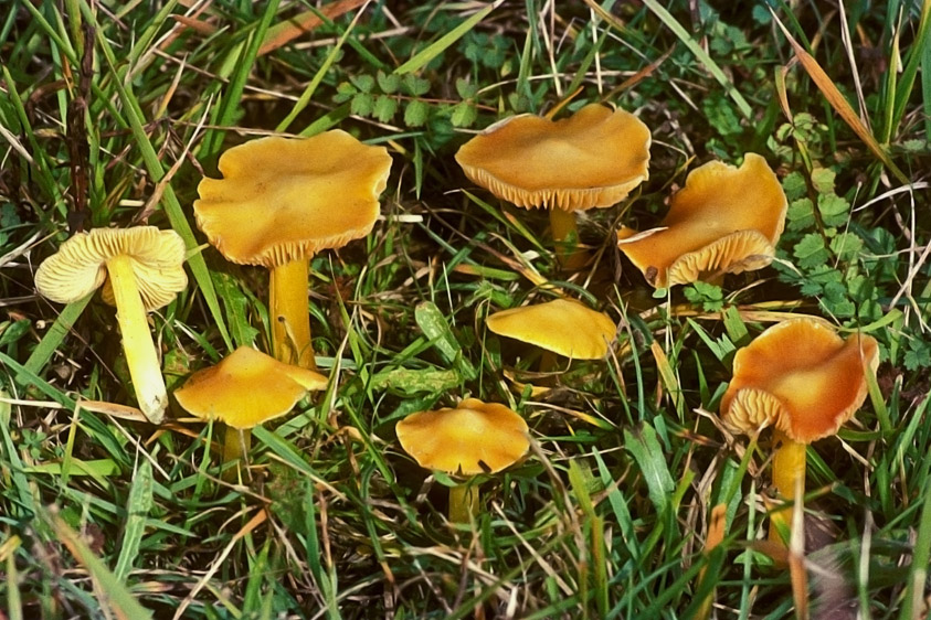 Hygrocybe konradii (door Henk Huijser)