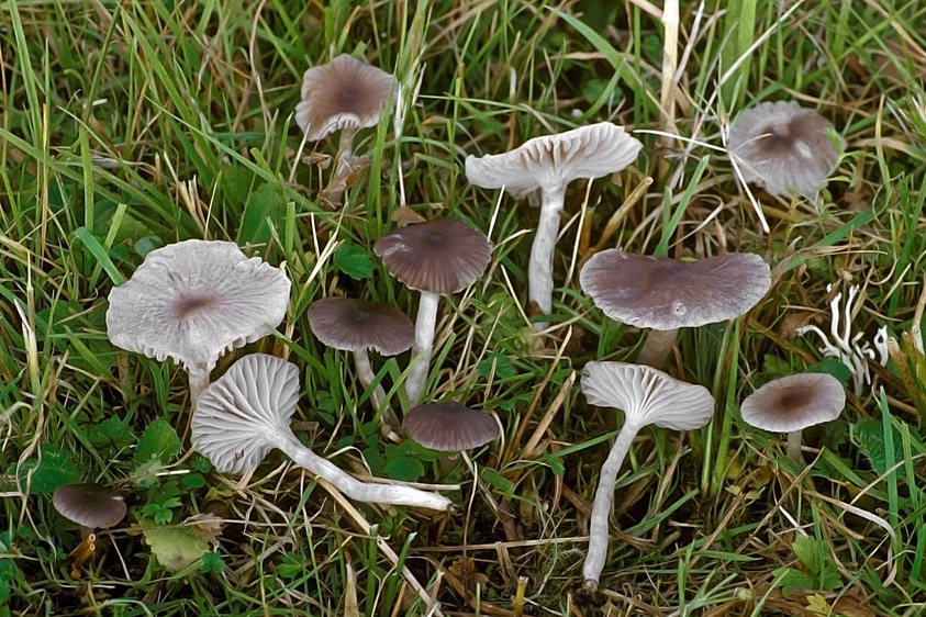 Hygrocybe lacmus (door Henk Huijser)