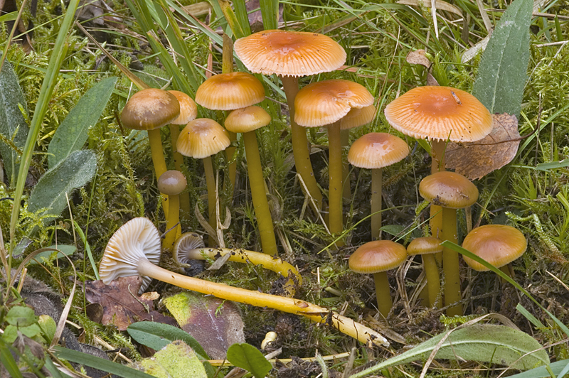 Hygrocybe laeta (door Nico Dam)