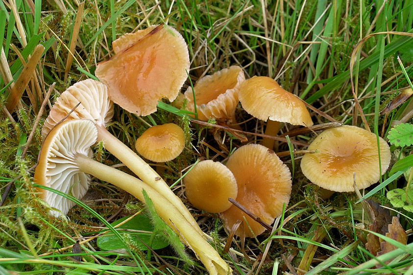 Hygrocybe laeta (door Henk Huijser)