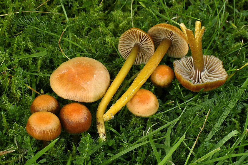 Hygrocybe laeta (door Henk Huijser)