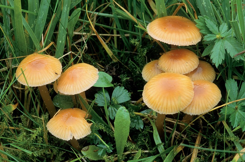 Hygrocybe laeta (door Ruben Walleyn)