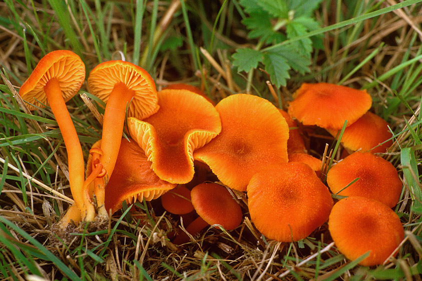 Hygrocybe miniata (door Henk Huijser)