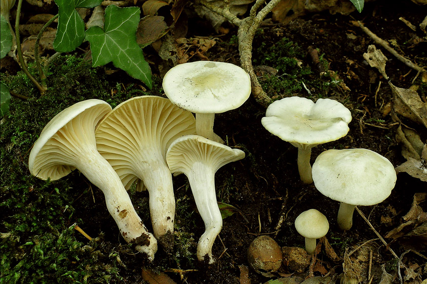 Hygrocybe monteverdae (door Henk Huijser)