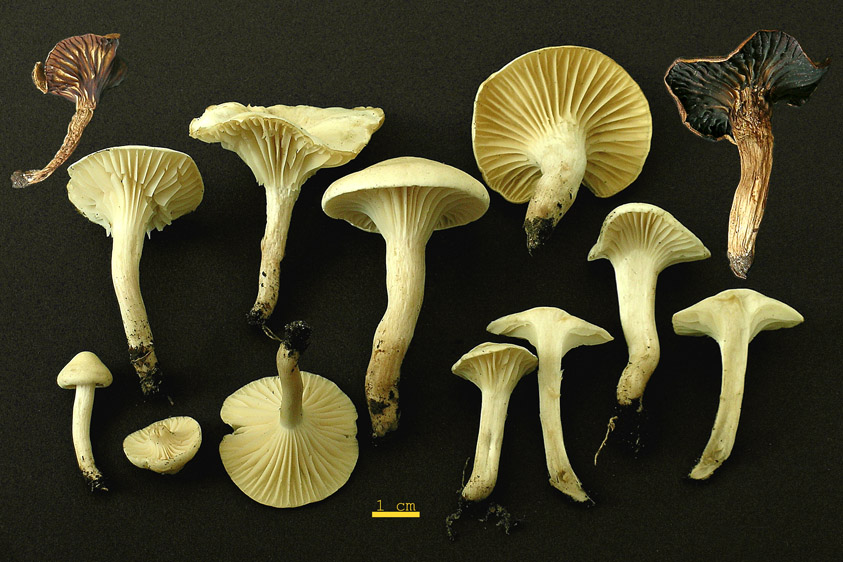 Hygrocybe monteverdae (door Henk Huijser)