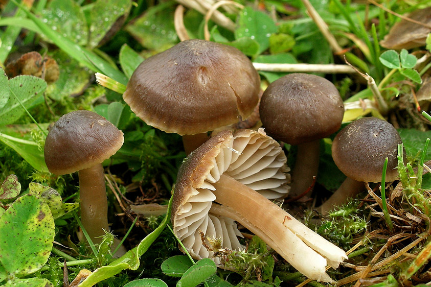 Hygrocybe nitrata (door Henk Huijser)