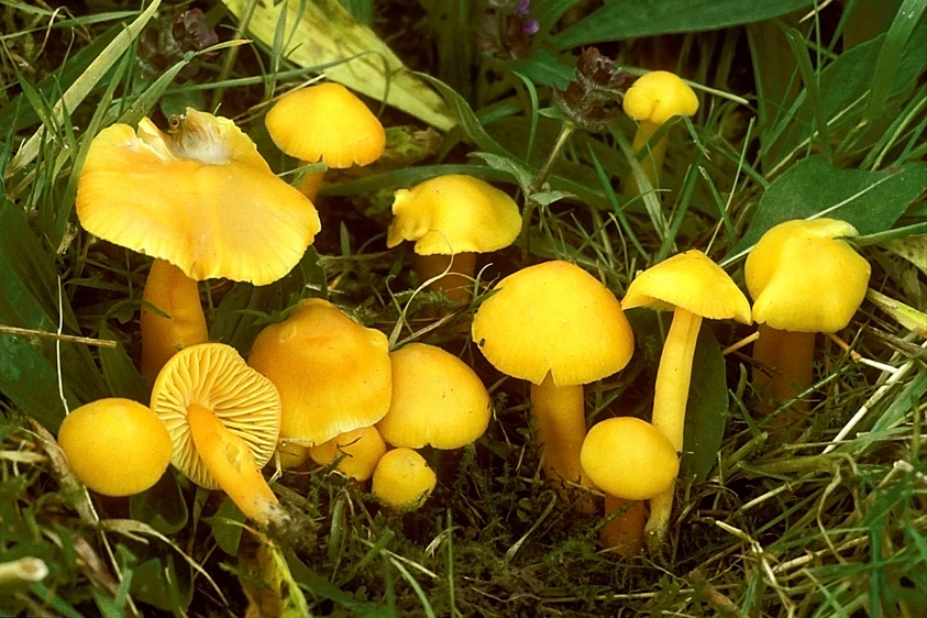 Hygrocybe obrussea (door Henk Huijser)