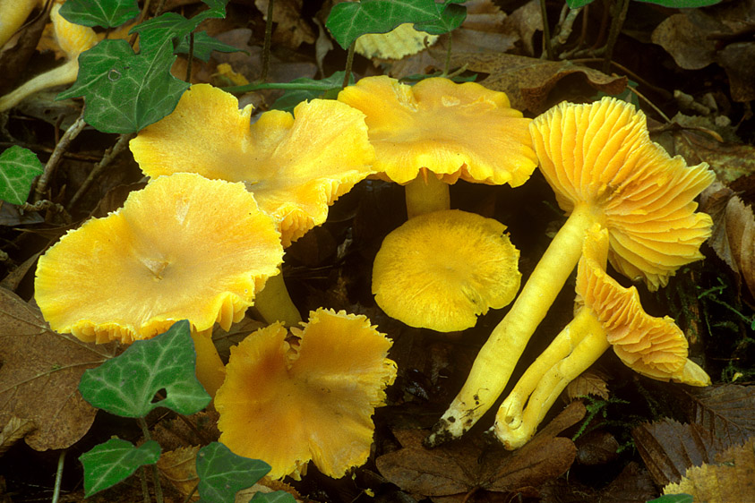 Hygrocybe obrussea (door Henk Huijser)