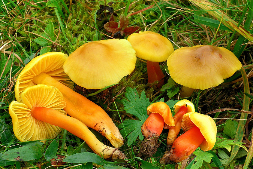 Hygrocybe obrussea (door Henk Huijser)