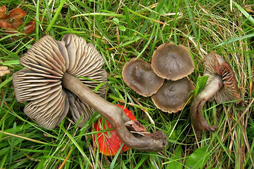 Hygrocybe ovina (door Henk Huijser)