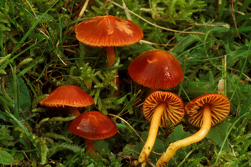 Hygrocybe perplexa (door Henk Huijser)