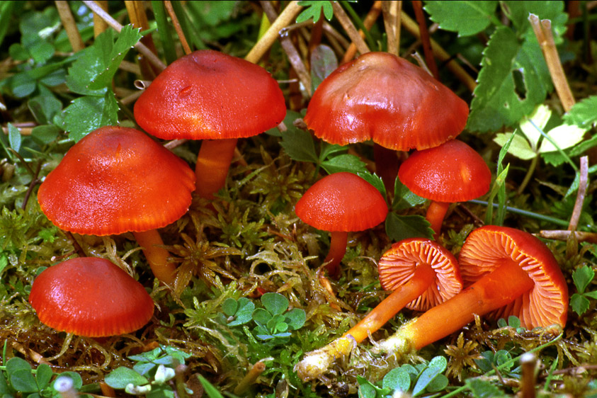 Hygrocybe phaeococcinea (door Henk Huijser)