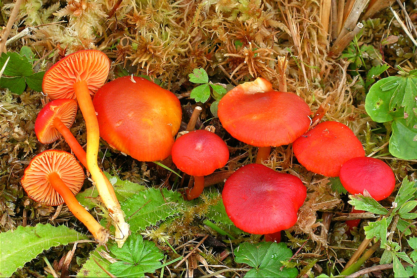 Hygrocybe phaeococcinea (door Henk Huijser)