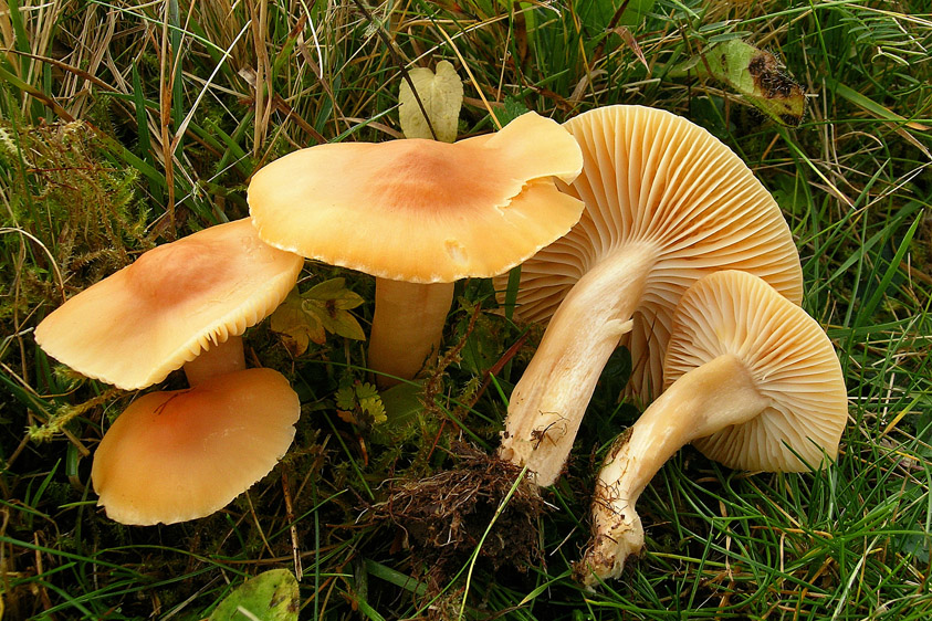 Hygrocybe pratensis (door Henk Huijser)