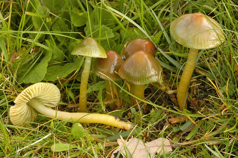 Hygrocybe psittacina (door Nico Dam)