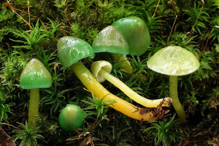 Hygrocybe psittacina (door Henk Huijser)