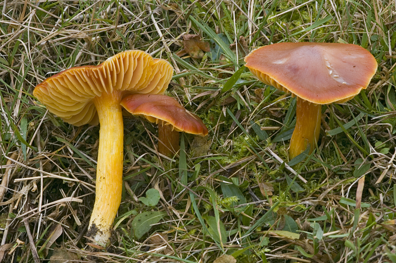 Hygrocybe punicea (door Nico Dam)