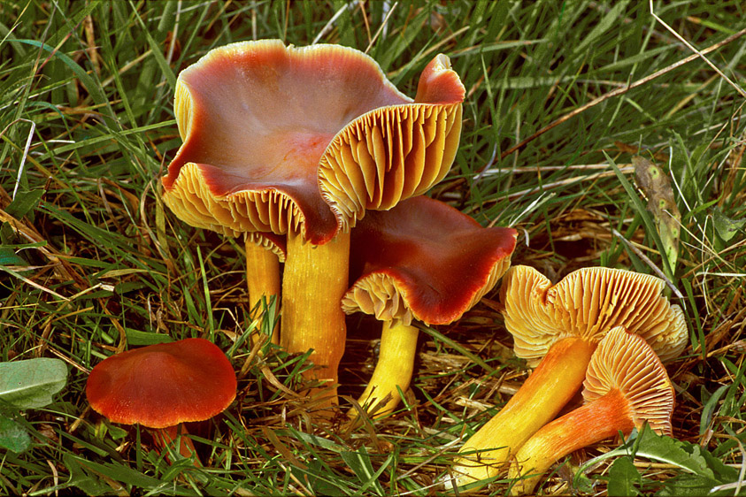 Hygrocybe punicea (door Henk Huijser)