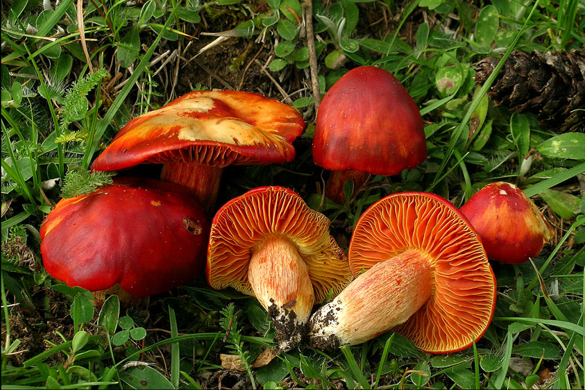 Hygrocybe punicea (door Henk Huijser)