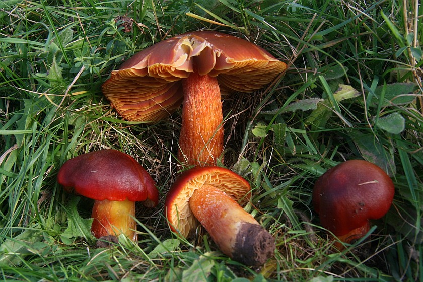 Hygrocybe punicea (door Eef Arnolds)