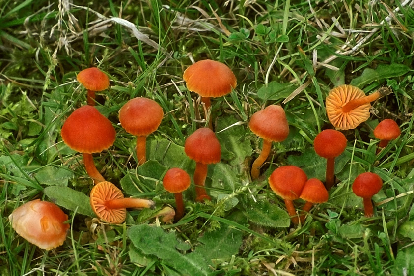 Hygrocybe mucronella (door Henk Huijser)