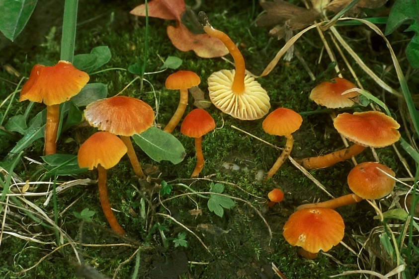 Hygrocybe mucronella (door Henk Huijser)