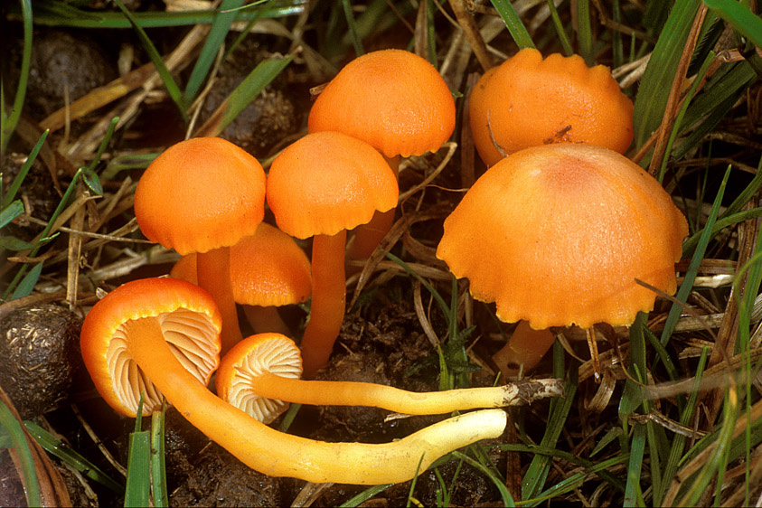 Hygrocybe reidii (door Henk Huijser)