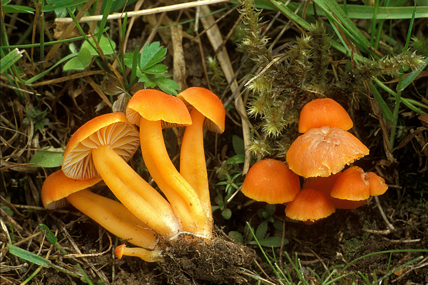 Hygrocybe reidii (door Henk Huijser)