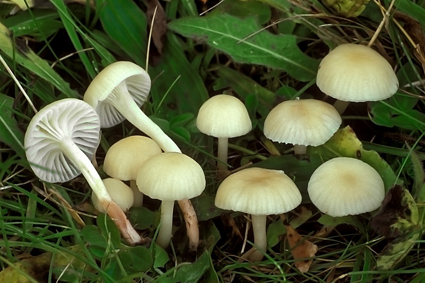 Hygrocybe russocoriacea (door Henk Huijser)