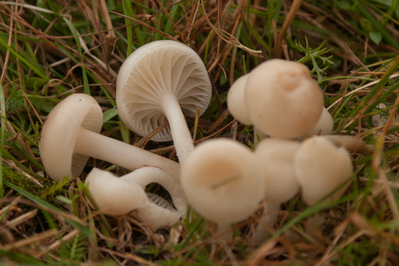 Hygrocybe russocoriacea (door Aldert Gutter)