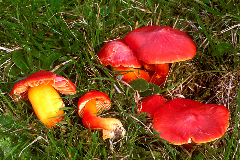 Hygrocybe splendidissima (door Henk Huijser)