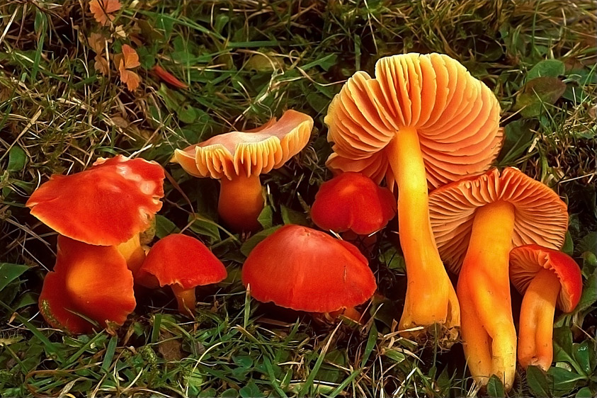 Hygrocybe splendidissima (door Henk Huijser)