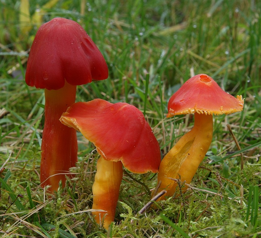 Hygrocybe splendidissima (door Eef Arnolds)