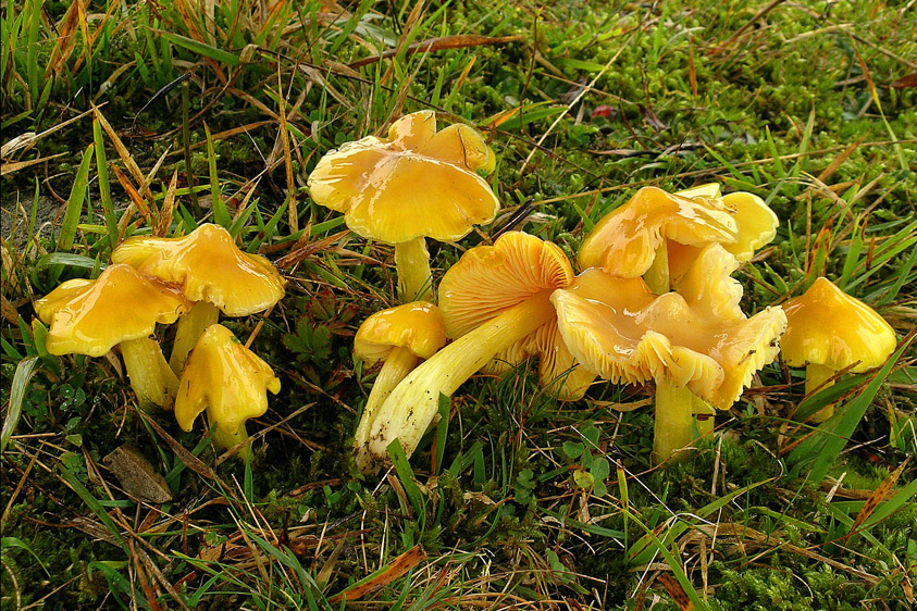 Hygrocybe subglobispora (door Henk Huijser)